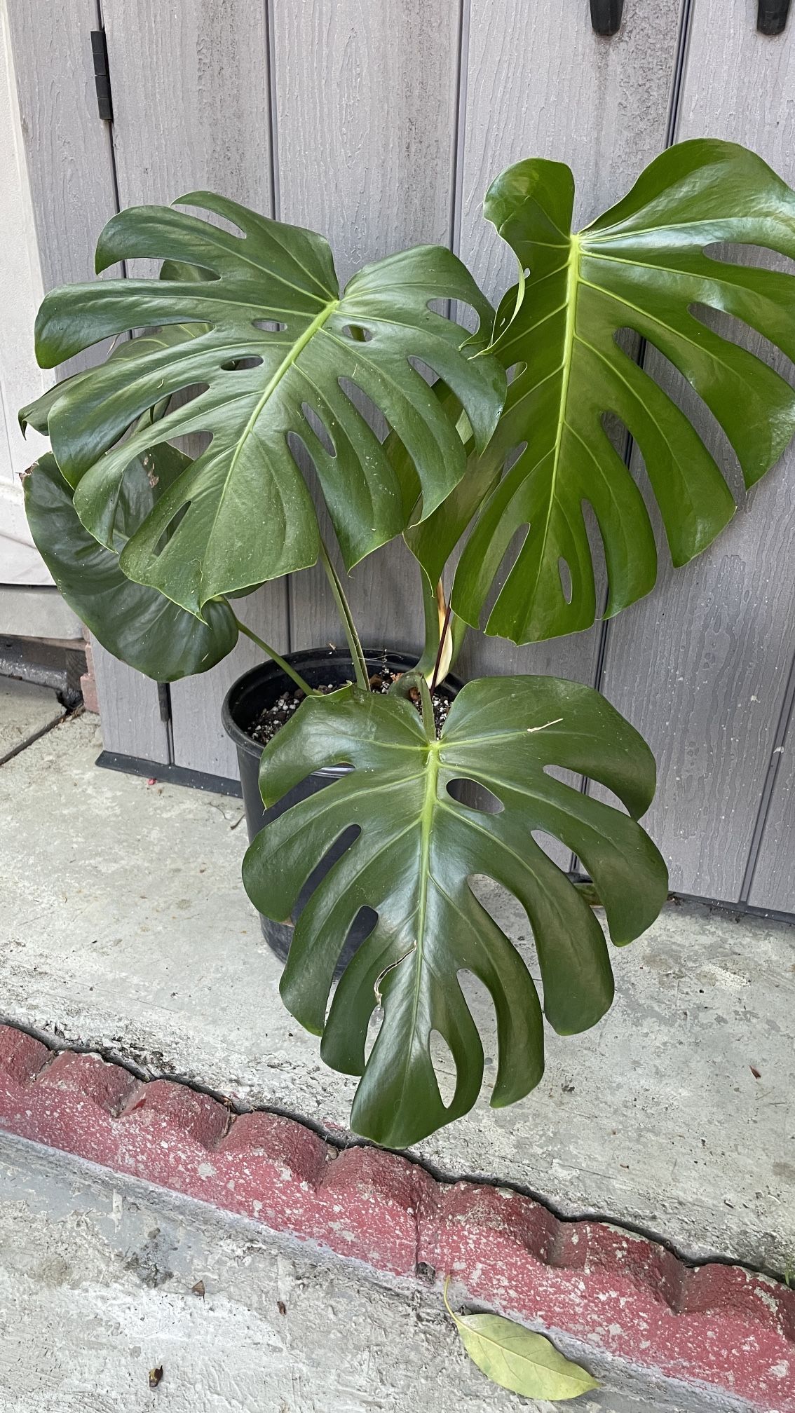 Monstera plant