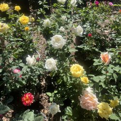 Roses Rosales For Sale 