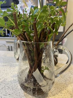 Hardy Kiwi Cutting male/female