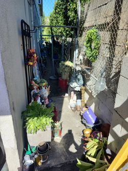 Saturday plant sale !!!! Different sizes fair prices!!!