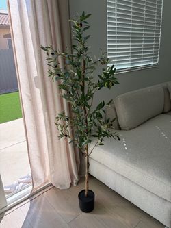 Olive tree