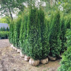 Privacy Tree Sale FREE DELIVERY! Emerald Green & Green Giants 