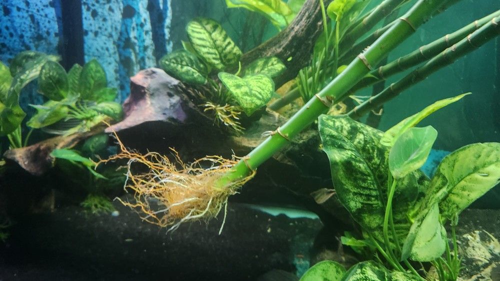 Fish Tank Decor