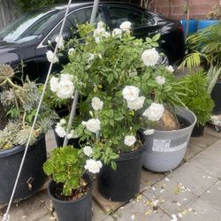 White Rose Plant For Sale