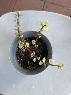 Plant