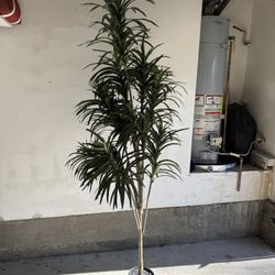 7ft. Faux Dracaena
