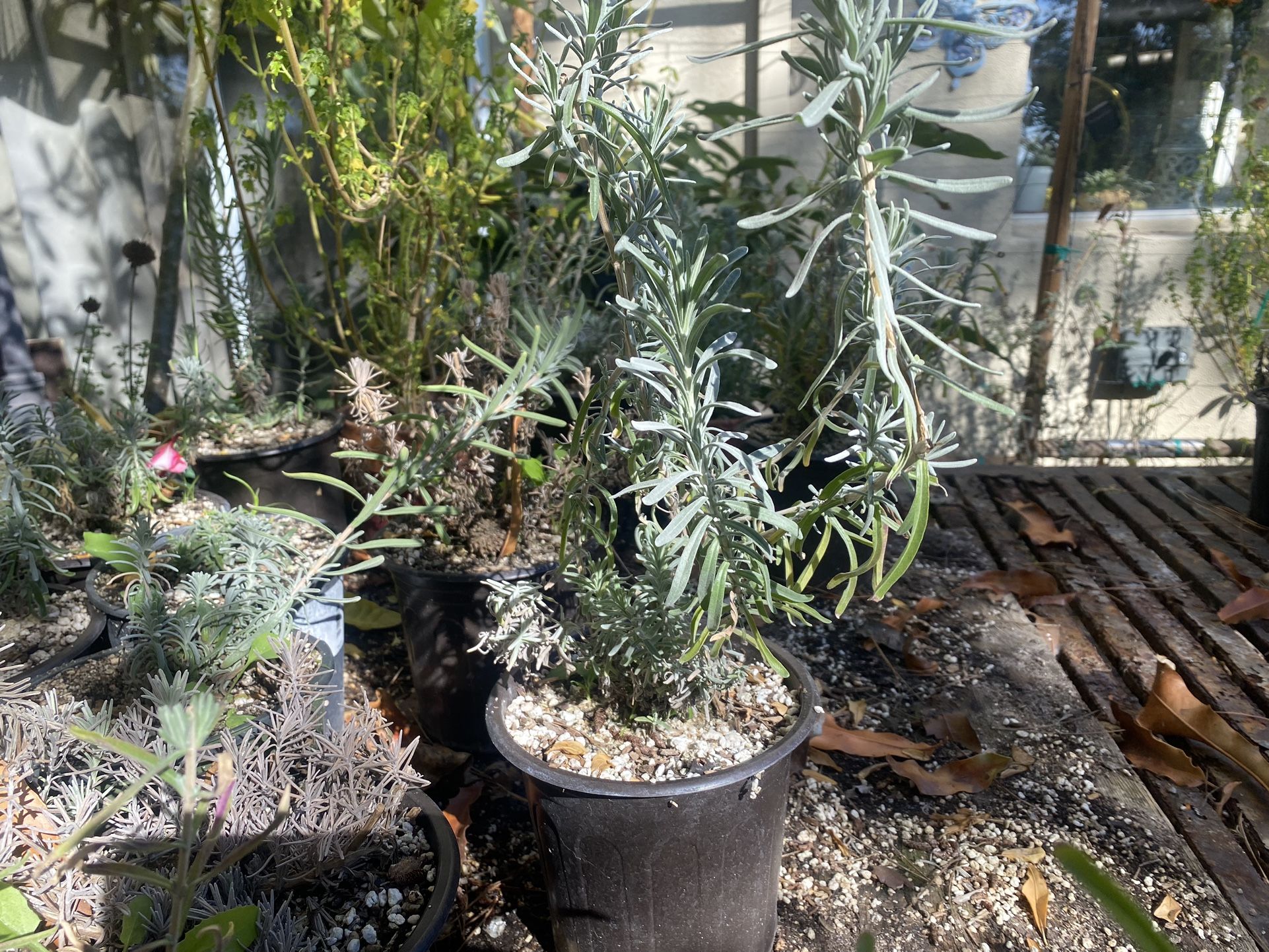 English Lavender Plant