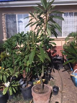 10ft plumeria