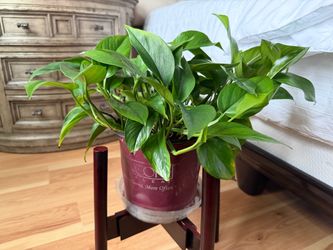 Jade Pothos Plant 8” Pot