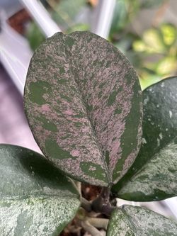 Hoya Obovata Silver splash