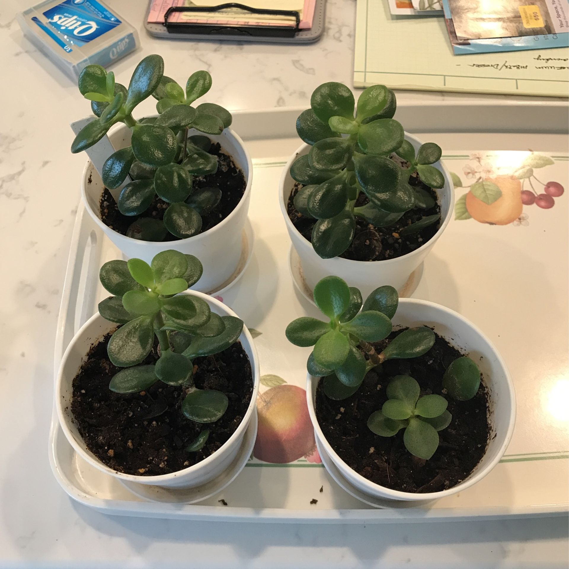 Jade Plants