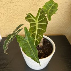 Amazonica Plant in white ceramic pot 🪴