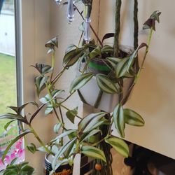 Pretty tradescantia zebrina plants