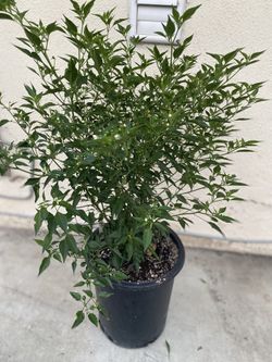 Chiltepin Peppers Plant With Chilis , Is In 5 Gallóns Pot Pick Up Only