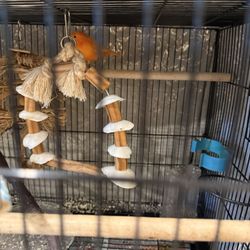 Bird Cage