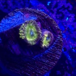 Green Apple Zoa Display Decor