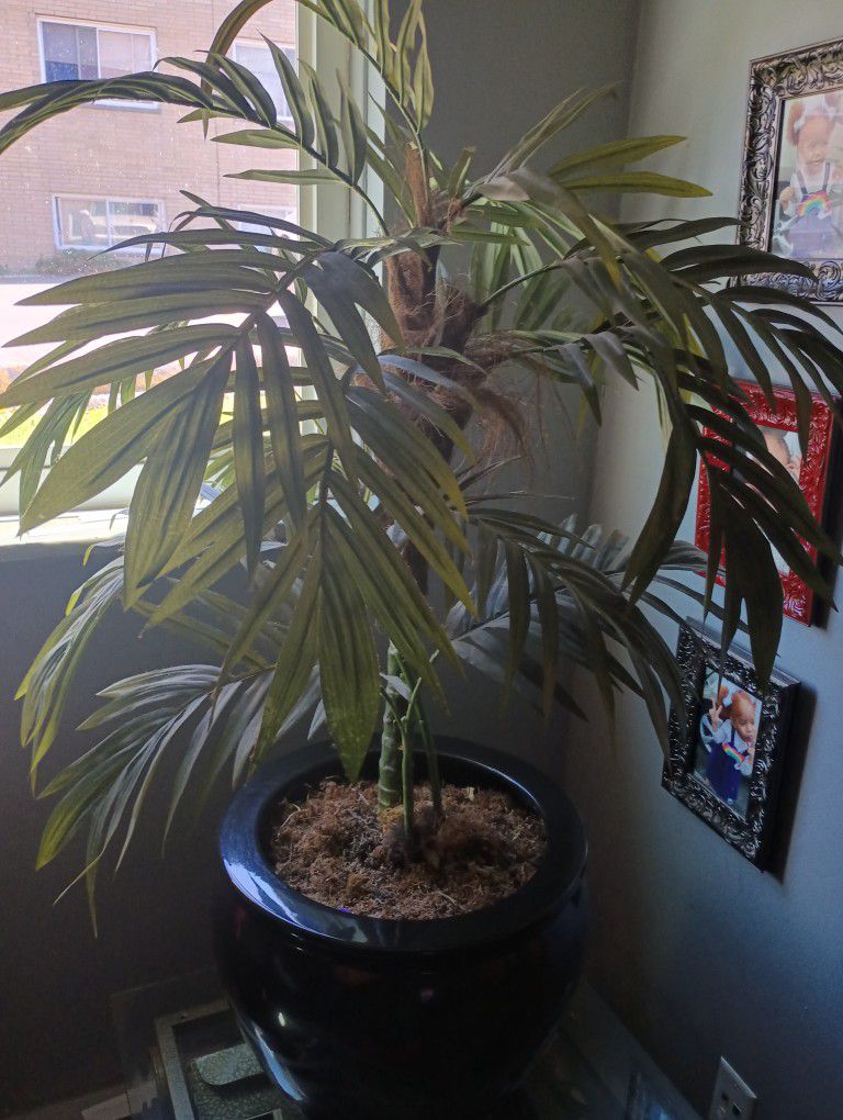 Big Palm Tree Plant 