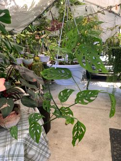 Monstera Adansonii