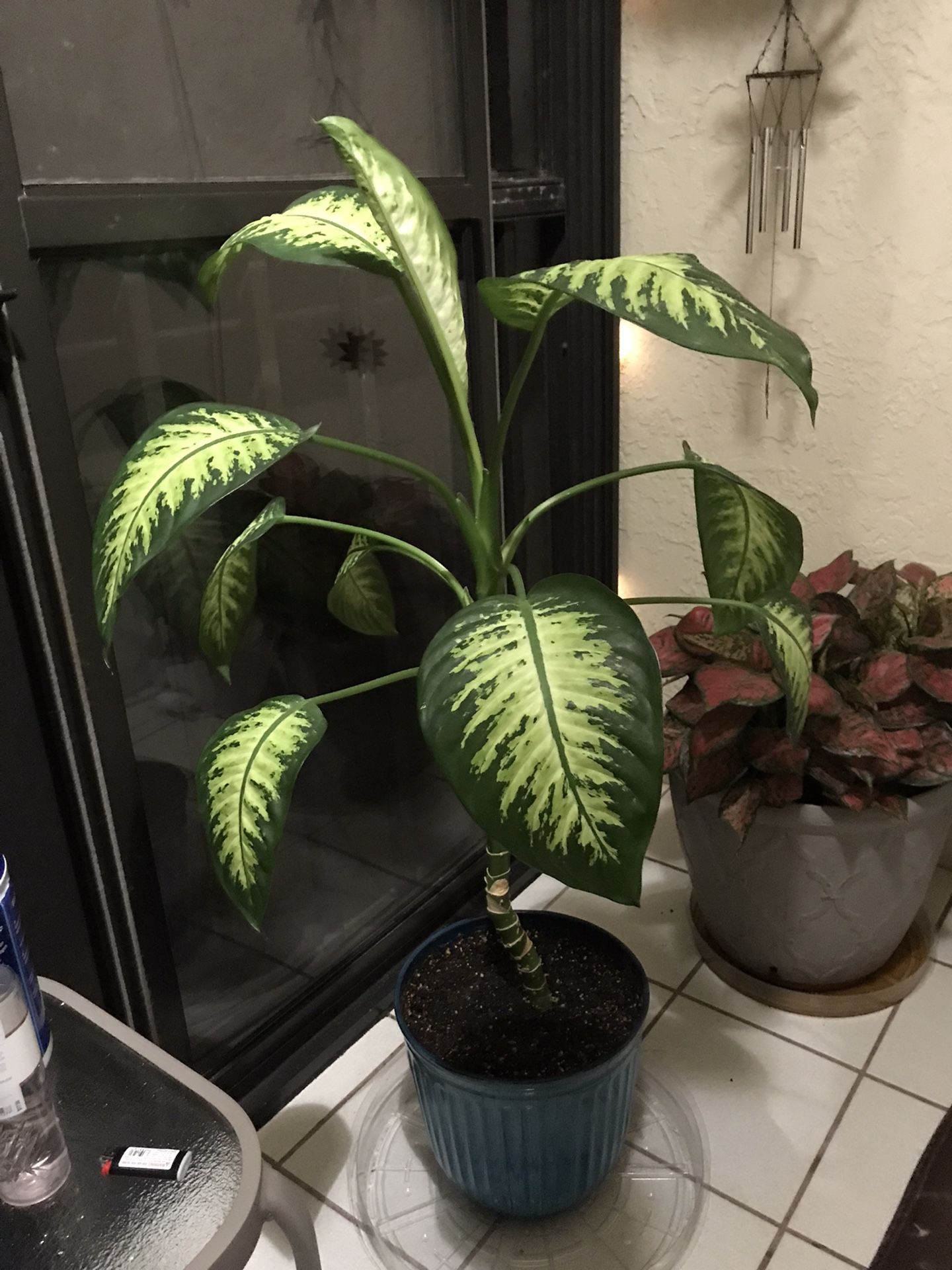 Tropical  Indoor Potted Plants