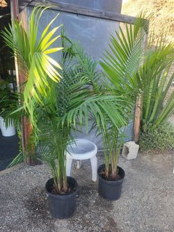 Majesty Palm Plant 12" Pot