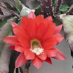 Epiphyllum Orchid Cactus
