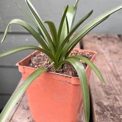 🪻Bluebells 🪻 4” Potted 