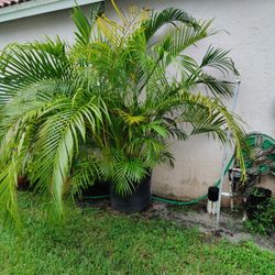 Beautiful 6 Foot Areca  Palm Plant Located In Palm Beach Gardens 