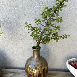 Succulent Elephant Bush In A Decorative Ceramic Vase