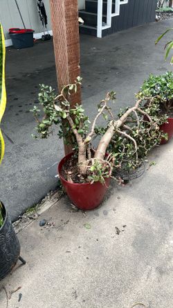 Plants