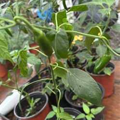 Serrano Pepper Plants 