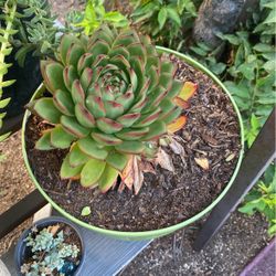 Succulent plants