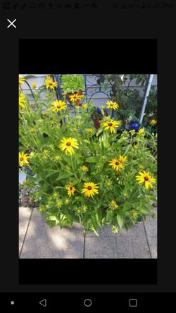 Black Eye Susan