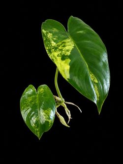 Variegated  Philodendron burle-marxii with Roots