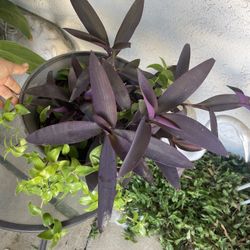 Purple Heart Plant And Tradescantia Plant For $10