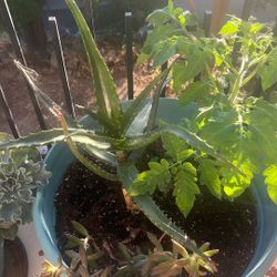 Aloe Vera With Tomato Plant With Another Succulent 