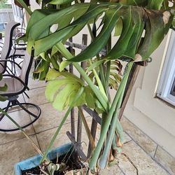 Tropical Plants starting At 30$