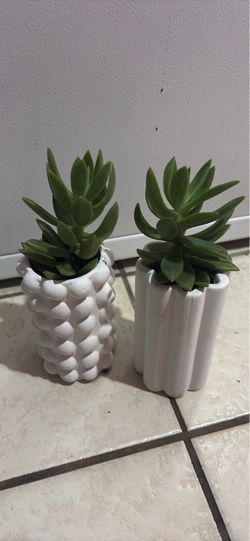 Set of 2 Succulent Plants in White Ceramic Pots