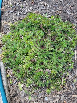 Free Sedum Hens & Chicks