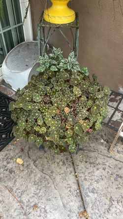 Rex begonia