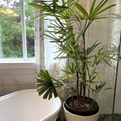 Indoor plant with pot 