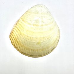 White Yellow Claim Seashell Ocean Beach Nautical