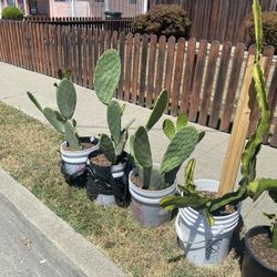  For sale Vegetables And Fruit Plants