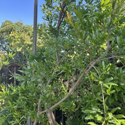 Arboles De Granada Roja