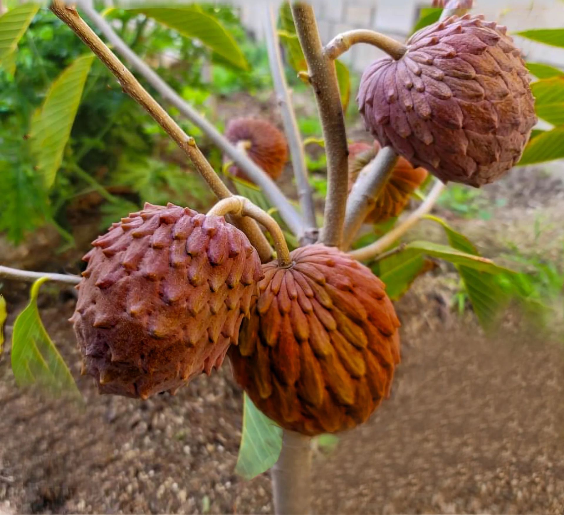 Red Geffner Atemoya Tree, Cherimoya And Sugar Apple Cross