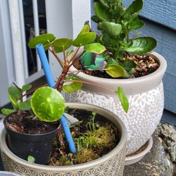 Kalancho & Chinese Money Plant In Large Ceramic Pots
