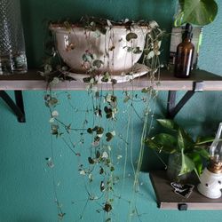 String Of Hearts Plang In Pot