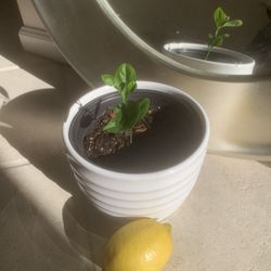 LEMON TREE- Very  Pretty