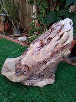 Driftwood Stump