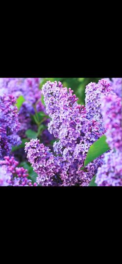 Blue Spruce Trees young lilac plants  - $10 Each (Potted & Ready to Plant)