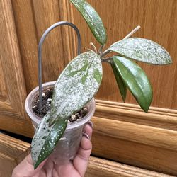 RARE HOYA WILBUR GRAVES (CHINA) LIVE IN CUP.